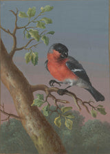 barbara-regina-dietzsch-1716-bullfinch-art-print-fine-art-reproduction-wall-art-id-arcwf28m8