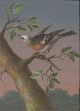 barbara-regina-dietzsch-1716-snow-bunting-art-print-fine-art-reproduction-wall-art-id-axy23ig4b