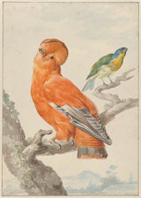 aert-schouman-1762-two-exotic-birds-a-cock-rock-rubicola-rubicola-art-print-fine-art-reproduction-wall-art-id-a08p1wlyy