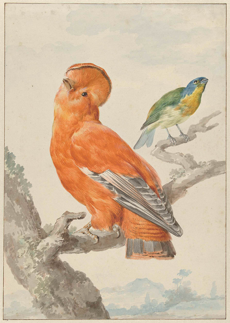 aert-schouman-1762-two-exotic-birds-a-cock-rock-rupicola-rupicola-art-print-fine-art-reproduction-wall-art-id-a08p1wlyy