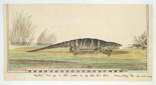 unknown-1779-steppenvaraan-varanus-exanthematicus-albigularis-art-print-fine-art-reproduction-wall-art-id-a0hs0d61y
