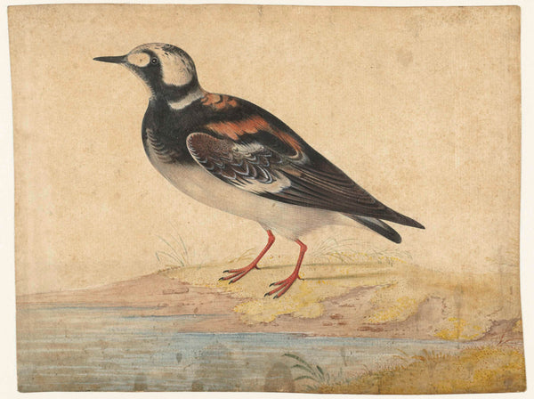 unknown-1680-turnstone-in-breeding-art-print-fine-art-reproduction-wall-art-id-a3456pbrv