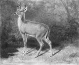阿瑟-菲茨威廉-泰特-1882-鹿素描-來自自然-藝術-印刷-精美-藝術-複製-牆-藝術-id-a3be1u8ls