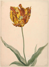 onbekend-1700-tulp-kunstprint-fine-art-reproductie-muurkunst-id-a4ncbmmrn
