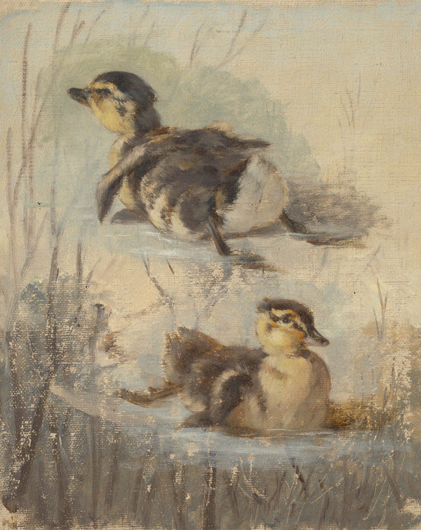friedrich-carl-von-scheidlin-study-of-ducks-on-the-water-ii-art-print-fine-art-reproduction-wall-art-id-a4nq2hfrw