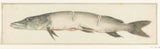 jean-bernard-1775-snoek-背面有兩個凹口的藝術印刷精美藝術複製品牆藝術 id-a4tslweb0