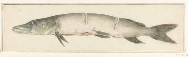 jean-bernard-1775-snoek-with-two-notches-on-the-back-art-print-fine-art-reproduction-wall-art-id-a4tslweb0