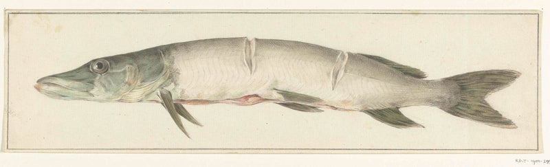 jean-bernard-1775-snoek-with-two-notches-on-the-back-art-print-fine-art-reproduction-wall-art-id-a4tslweb0