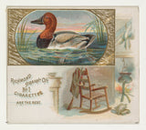 allen-ginter-1888-płótno-tył-kaczka-z-serii-ptaków-zwierząt-n40-do-allen-ginter-papierosy-artystyczny-druk-dzieła-sztuki-reprodukcji-ściany-art-id-a4v7ymtug