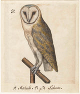 unknown-1560-screech-owl-art-print-fine-art-reproduction-wall-art-id-a5sd3ofs5
