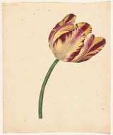 unknown-1700-yellow-red-tulip-art-print-fine-art-reproduction-wall-art-id-a7f4lvdgk