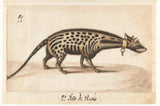 naməlum-1572-civet-cat-art-print-incə-sənət-reproduksiyası-wall-art-id-a7t7tss1h