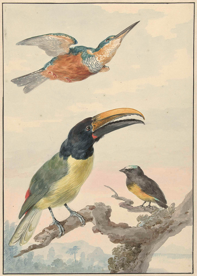 aert-schouman-1720-three-birds-a-kingfisher-a-prince-von-wieds-toucan-and-art-print-fine-art-reproduction-wall-art-id-a7x8sipz3