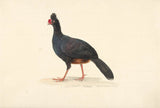 không xác định-1763-đen-chim-với-ngắn-dày-đỏ-mỏ-nghệ thuật-in-mỹ-nghệ-sinh sản-tường-nghệ thuật-id-a89yjcx8t