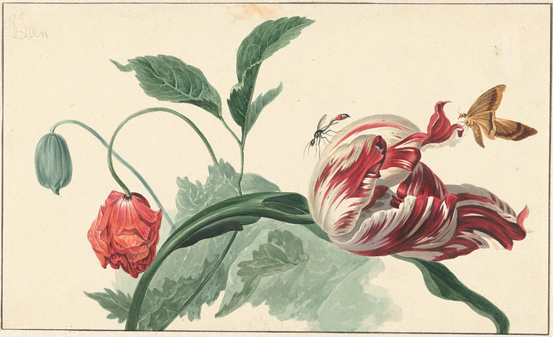 unknown-1763-tulip-and-a-poppy-art-print-fine-art-reproduction-wall-art-id-a8j2ihn3y
