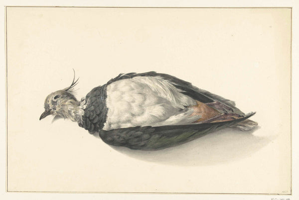 jean-bernard-1827-lying-dead-lapwing-art-print-fine-art-reproduction-wall-art-id-a8n3o0tbu