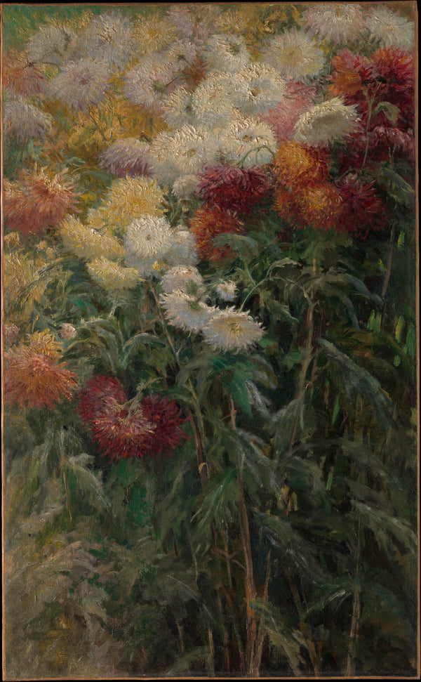 gustave-caillebotte-1893-chrysanthemums-in-the-garden-at-petit-gennevilliers-art-print-fine-art-reproduction-wall-art-id-a9a07nbke