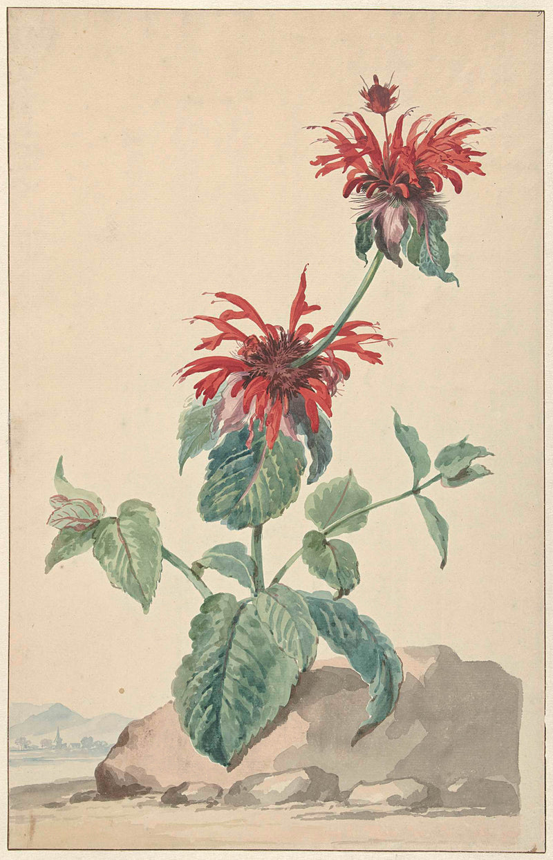 unknown-1750-a-red-bergamot-in-a-landscape-art-print-fine-art-reproduction-wall-art-id-aa4hunv78