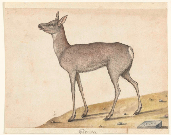 unknown-1570-roe-deer-art-print-fine-art-reproduction-wall-art-id-aarqd4xyl