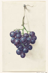 吉恩·伯纳德（Jean-Bernard）1775年，蓝色葡萄艺术印刷精美艺术复制品墙艺术ID Aavamh278
