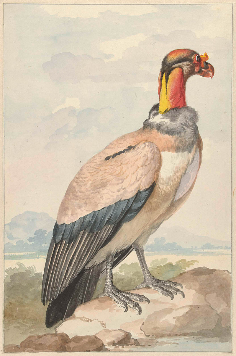 aert-schouman-1758-koningsgier-gypagus-daddy-art-print-fine-art-reproduction-wall-art-id-abnipygcq