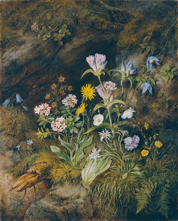 theodor-josef-petter-1853-alpine-flora-art-print-fine-art-reproduction-wall-art-id-ac5ocqthy