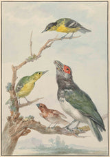 aert-schouman-1720-four-different-birds-on-a-branch-includes-a-art-print-fine-art-reproduction-wall-art-id-accsi8mi7