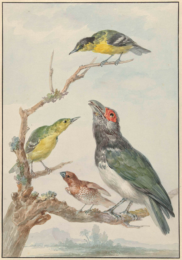 aert-schouman-1720-four-different-birds-on-a-branch-including-a-art-print-fine-art-reproduction-wall-art-id-accsi8mi7