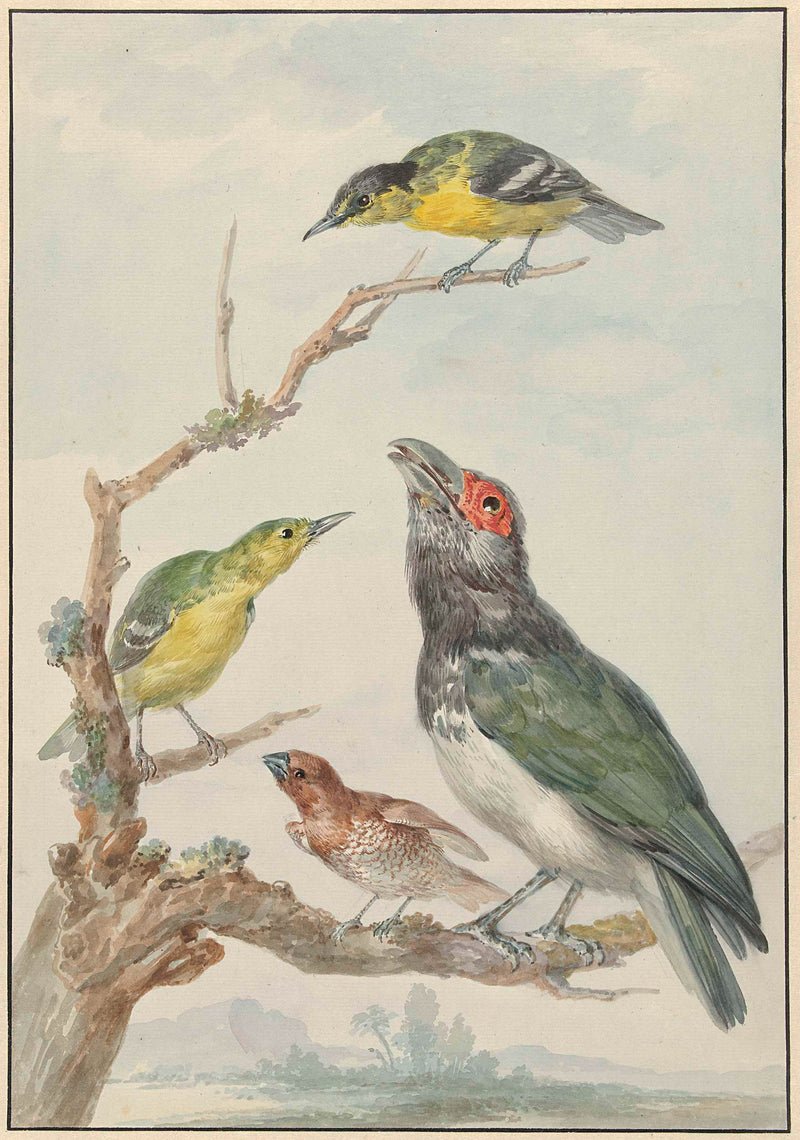 aert-schouman-1720-four-different-birds-on-a-branch-including-a-art-print-fine-art-reproduction-wall-art-id-accsi8mi7