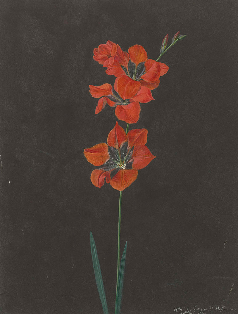 f-l-hoffmann-1775-lily-art-print-fine-art-reproduction-wall-art-id-ae148fsbb