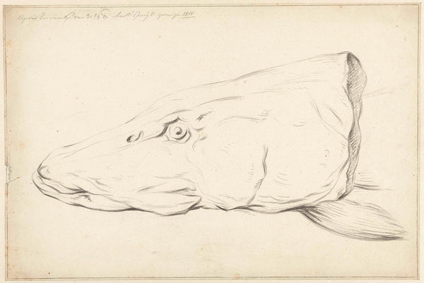 jean-bernard-1815-head-of-a-pike-art-print-fine-art-reproduction-wall-art-id-ae7c2c5cy