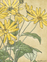 汉娜·伯格（Hannah-Berger）Overbeck-1915-向日葵，可能是菊芋-朝鲜蓟-艺术印刷-精美的艺术复制品-墙-艺术-affybsmso