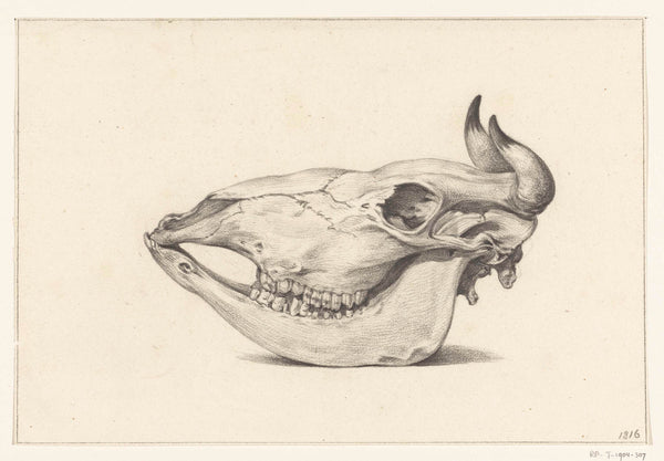jean-bernard-1816-skull-of-a-cow-seen-from-the-side-art-print-fine-art-reproduction-wall-art-id-afkhgtmjl