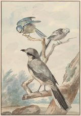 aert-schouman-1756-세 마리의 새-긴 꼬리가 달린 가슴-푸른 가슴-그리고-a-예술-인쇄-미술-예술-복제-벽-예술-id-aforh0hlj