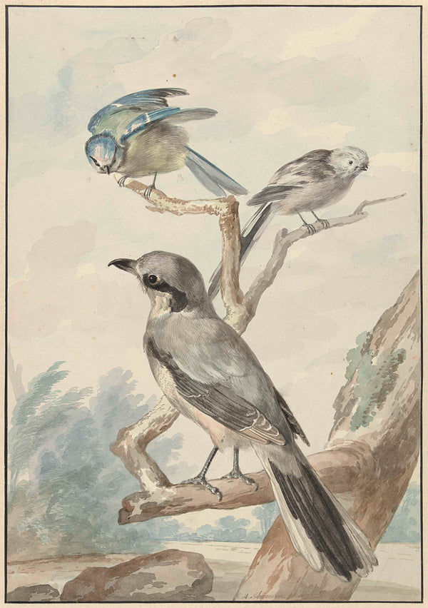aert-schouman-1756-three-birds-a-long-tailed-tit-blue-tit-and-a-art-print-fine-art-reproduction-wall-art-id-aforh0hlj
