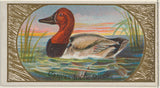艾伦·金特尔（Allen-Ginter）1889年从游戏鸟系列中购回帆布鸭，Allen-Ginter香烟品牌的艺术印刷精美的艺术复制品-墙-艺术-ID阿克谢拉