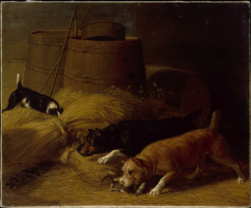 thomas-hewes-hinckley-1851-rats-amongst-the-barley-sheaves-art-print-fine-art-reproduction-wall-art-id-ahwucntmr