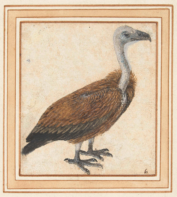 unknown-1500-young-griffon-vulture-gyps-fulvus-art-print-fine-art-reproduction-wall-art-id-ahz3yfkdv