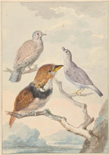 aert-schouman-1753-bucco-capensis-art-print-fine-art-reproduction-wall-art-id-ais3cqinl을 포함한 세 마리의 새