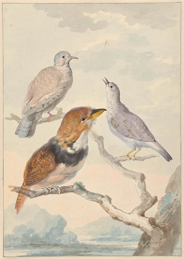 aert-schouman-1753-three-birds-including-bucco-capensis-art-print-fine-art-reproduction-wall-art-id-ais3cqinl