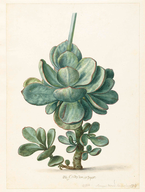 herman-saftleven-1683-succulent-cotyledon-orbiculata-art-print-fine-art-reproduction-wall-art-id-aj0m7hup3