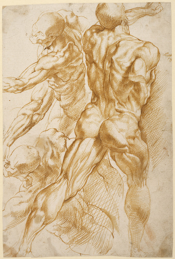 peter-paul-rubens-1605-anatomical-studies-art-print-fine-art-reproduction-wall-art-id-akogrfylz
