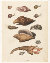 неизвестен-1560-миди-водорасли-охлюви и заек-череп-арт-печат-изобразително-изкуство-репродукция-стена-арт-id-alor072e0