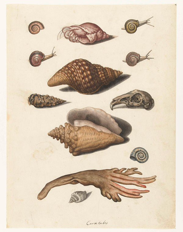 unknown-1560-shellfish-seaweed-snails-and-rabbit-skull-art-print-fine-art-reproduction-wall-art-id-alor072e0