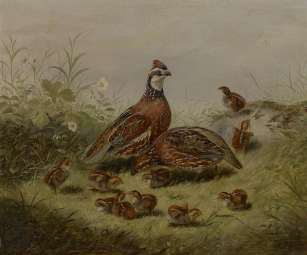 arthur-fitzwilliam-tait-1856-quail-and-young-art-print-fine-art-reproduction-wall-art-id-am4v5h3gd