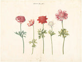 neznano-1760-pet-študij-anemonov-umetniški-tisk-likovne-reprodukcije-stenske-umetnosti-id-amqzysiyu