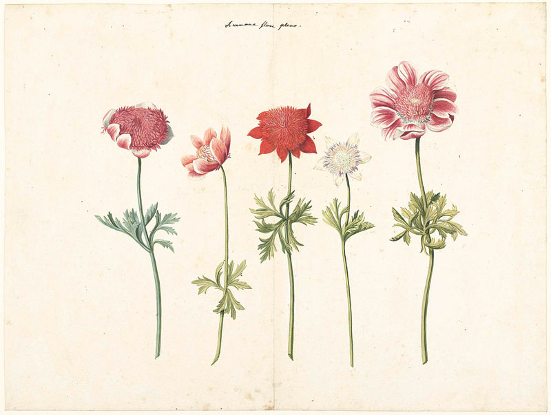 unknown-1760-five-studies-of-anemones-art-print-fine-art-reproduction-wall-art-id-amqzysiyu