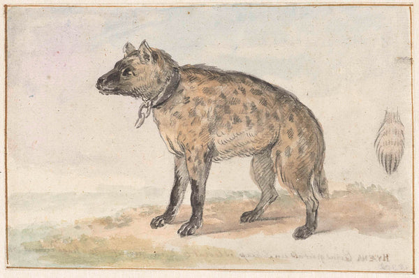 aert-schouman-1767-hyena-art-print-fine-art-reproduction-wall-art-id-amzh7909p