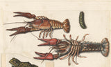 onbekend-1560-twee-langoustines-en-een-rups-kunstprint-kunst-reproductie-muurkunst-id-an4gtvzkv