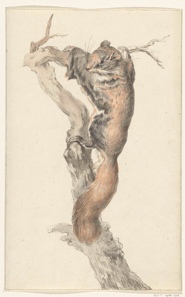 jean-bernard-1775-flying-squirrel-on-a-branch-art-print-fine-art-reproduction-wall-art-id-anguvjom1